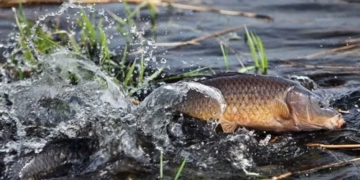 Двоє браконьєрів з Тернопільщини незаконно виловлювали рибу на Дністрі