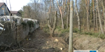 Лісник з Тернопільщини незаконно вирубав дерев на суму понад 2 мільйони гривень