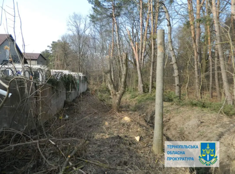 Лісник з Тернопільщини незаконно вирубав дерев на суму понад 2 мільйони гривень