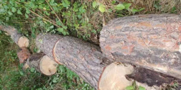 Чоловік з Тернопільщини може сісти до в’язниці за незаконно зрізане дерево