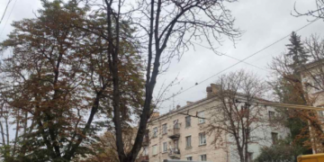 На центральній вулиці Тернополя будуть зрізати багаторічні дерева