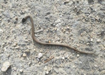 В природному заповіднику на Тернопільщині виявили унікального плазуна, який занесений до Червоної книги