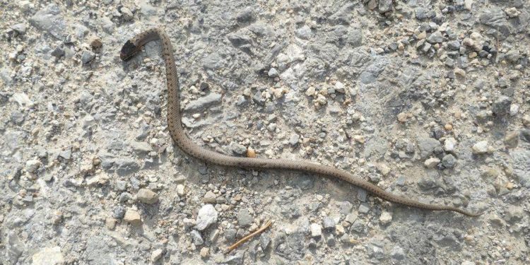 В природному заповіднику на Тернопільщині виявили унікального плазуна, який занесений до Червоної книги