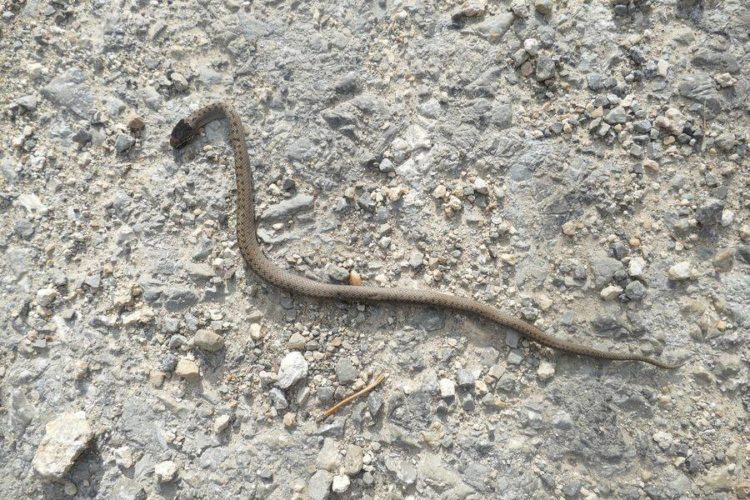 В природному заповіднику на Тернопільщині виявили унікального плазуна, який занесений до Червоної книги