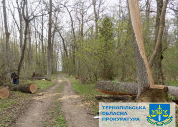 Лісники з Бережанщини заплатять “солідний” штраф за незаконну вирубку дерев