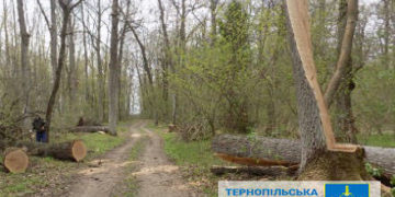 Лісники з Бережанщини заплатять “солідний” штраф за незаконну вирубку дерев