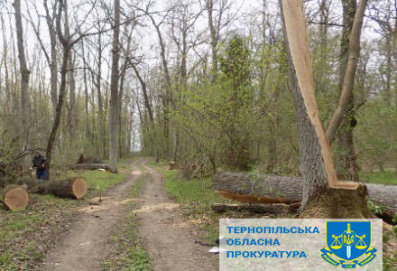 Лісники з Бережанщини заплатять “солідний” штраф за незаконну вирубку дерев
