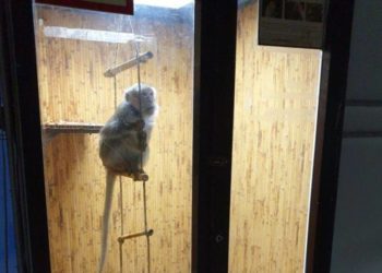 Правоохоронці склали адмінпротокол на організаторів виставки “Підводний світ” у Тернополі 