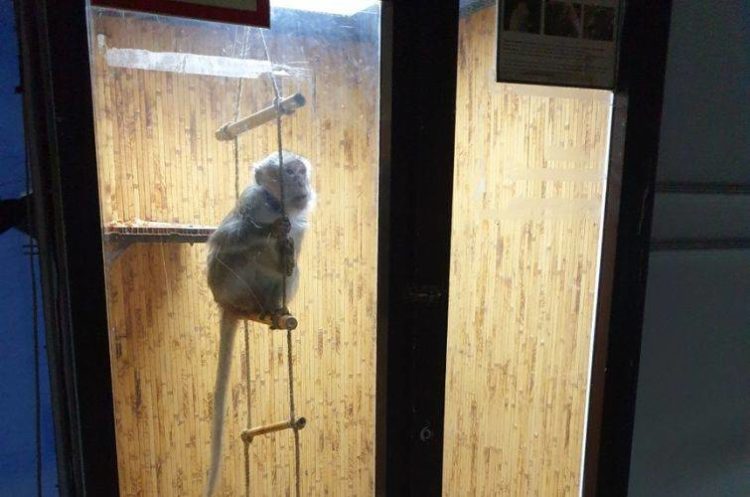 Правоохоронці склали адмінпротокол на організаторів виставки “Підводний світ” у Тернополі