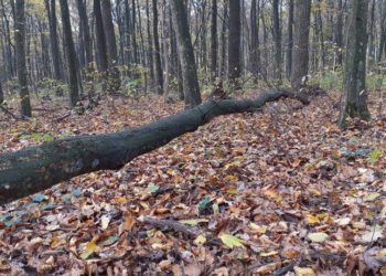 У Чортківському районі на чоловіка впало дерево