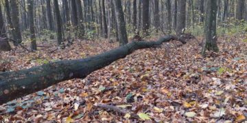 У Чортківському районі на чоловіка впало дерево