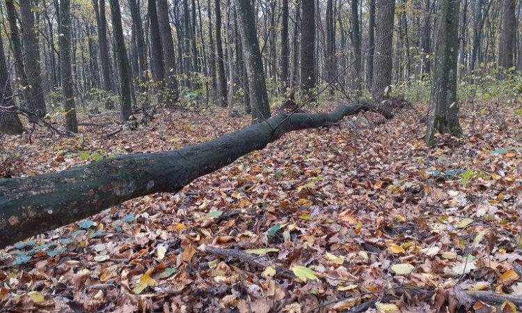 У Чортківському районі на чоловіка впало дерево