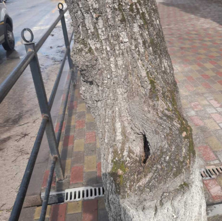 Комунальники Тернополя знову будуть зрізати дерева на вулицях міста