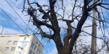 Комунальники Тернополя знову будуть зрізати дерева на вулицях міста