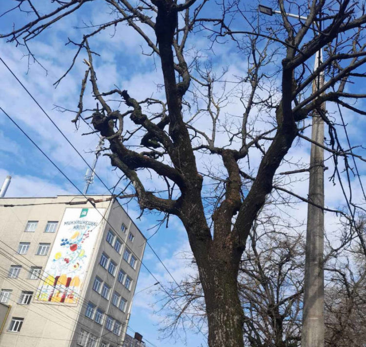 Комунальники Тернополя знову будуть зрізати дерева на вулицях міста