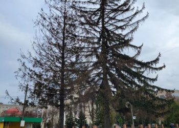 Комунальники Тернополя продовжують зрізати багаторічні дерева на вулицях міста