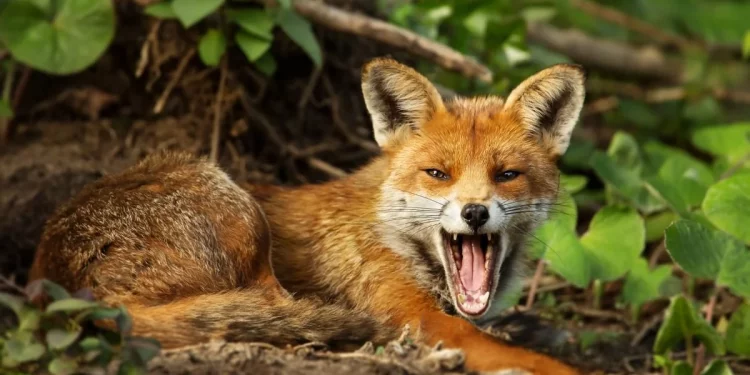 В декількох селах на Тернопільщині запровадили карантин через виявлення сказу