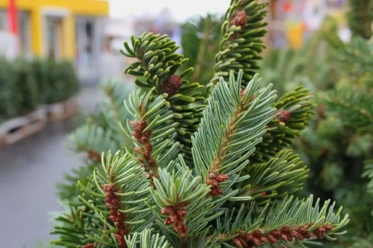 Стало відомо коли й де у Тернополі можна буде придбати новорічні ялинки