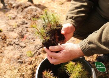 На Тернопільщині створили понад 400 гектарів нового лісу