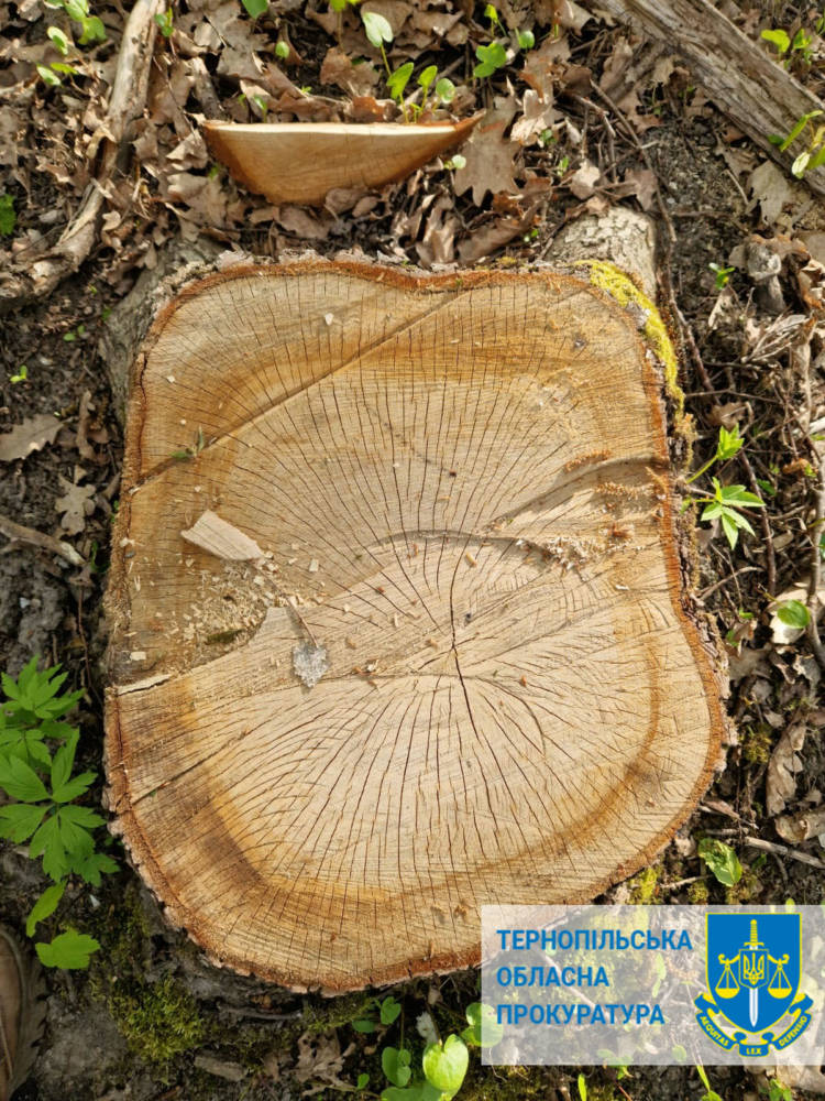 Колишнього лісника з Тернопільщини судитимуть за незаконну вирубку дерев