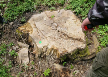 Колишнього лісника з Тернопільщини судитимуть за незаконну вирубку дерев 