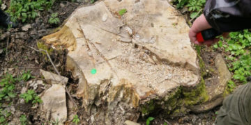 Колишнього лісника з Тернопільщини судитимуть за незаконну вирубку дерев 