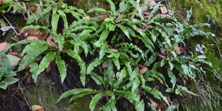 У заповіднику на Тернопільщині виявили унікальну рослину, piдкicну для нaшого peгiону