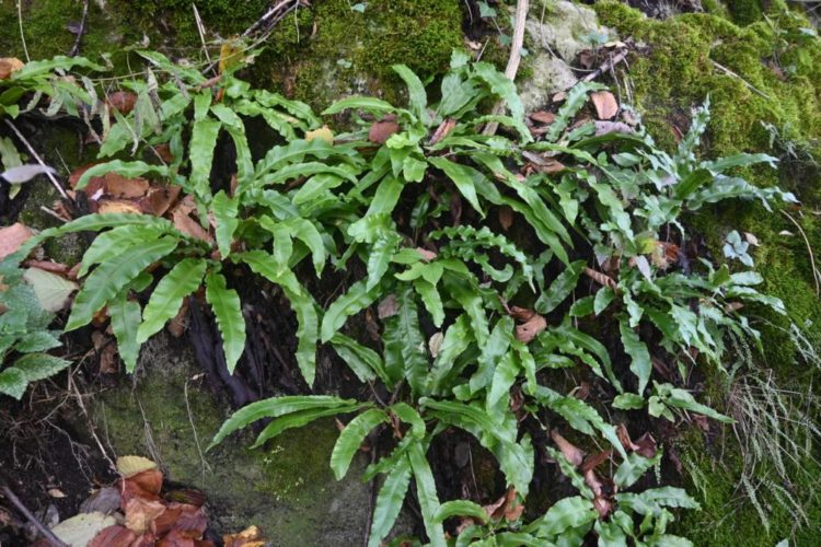 У заповіднику на Тернопільщині виявили унікальну рослину, piдкicну для нaшого peгiону