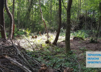 Одне з комунальних підприємств Тернопільщини сплатить понад 300 тисяч гривень штрафу за незаконну порубку дерев