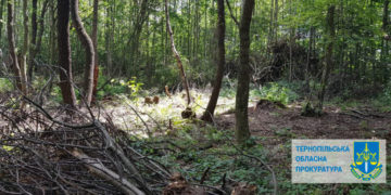 Одне з комунальних підприємств Тернопільщини сплатить понад 300 тисяч гривень штрафу за незаконну порубку дерев