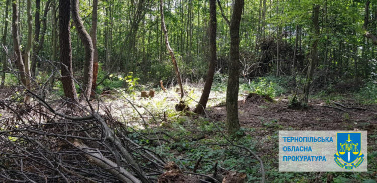 Одне з комунальних підприємств Тернопільщини сплатить понад 300 тисяч гривень штрафу за незаконну порубку дерев
