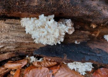 Виняткова знахідка на Тернопільщині: у заповіднику “Медобори” виявили гриб із Червоної книги