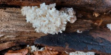 Виняткова знахідка на Тернопільщині: у заповіднику “Медобори” виявили гриб із Червоної книги