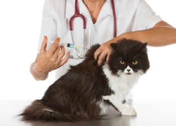 У 27 громадах Тернопільщини будуть відстрілювати лисиць