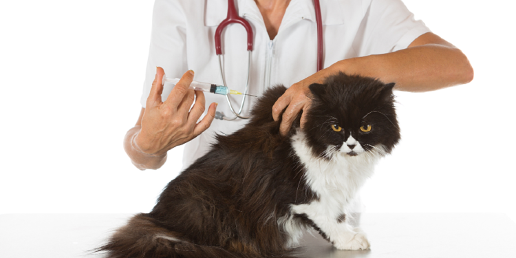 У 27 громадах Тернопільщини будуть відстрілювати лисиць