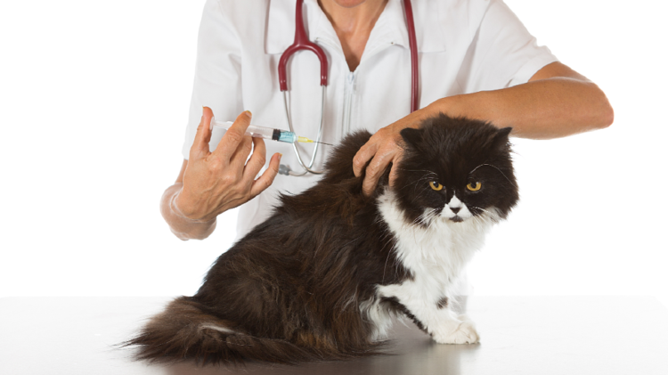 У 27 громадах Тернопільщини будуть відстрілювати лисиць