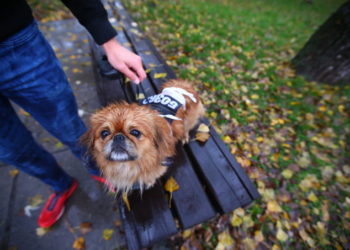 Тернополян запрошують долучитися до забігу з тваринами, який відбудеться 12 листопада