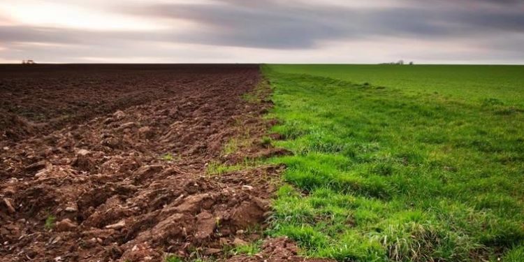 Голова сільської ради на Тернопільщині підробляв документи та незаконно роздавав землю односельцям