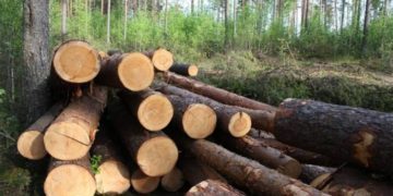 На Тернопільщині судитимуть 41-річного чоловіка, який незаконно зрізав декілька дерев