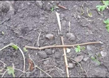 У Микулинецькій громаді розшукують осіб, які повісили собаку