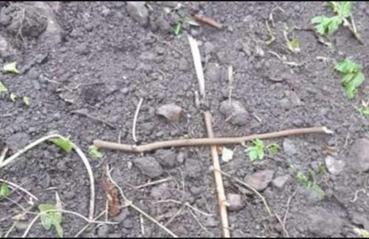 У Микулинецькій громаді розшукують осіб, які повісили собаку