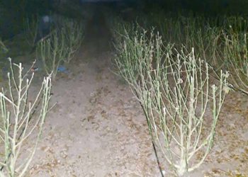 В Заліщицькій громаді викрили масштабне виробництво наркотиків: правоохоронці вилучили 60 кілограмів марихуани