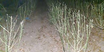 В Заліщицькій громаді викрили масштабне виробництво наркотиків: правоохоронці вилучили 60 кілограмів марихуани