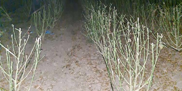 В Заліщицькій громаді викрили масштабне виробництво наркотиків: правоохоронці вилучили 60 кілограмів марихуани