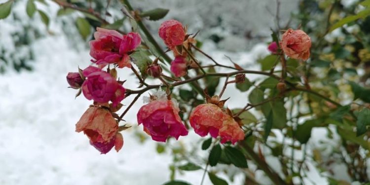 Незвичне диво на Тернопільщині: у ботанічному саду Кременця розквітли троянди