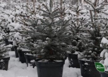 Жителям Тернопільщини розповіли, де можна офіційно придбати ялинку?