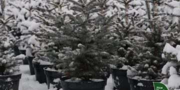 Жителям Тернопільщини розповіли, де можна офіційно придбати ялинку?