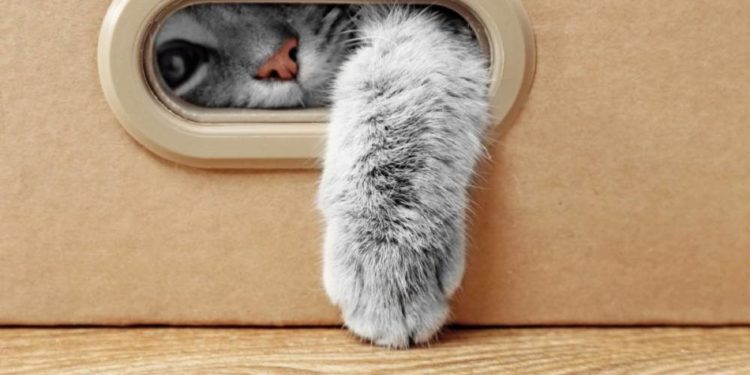 Тернополянка втратила півтори тисячі гривень, купуючи породистого домашнього улюбленця