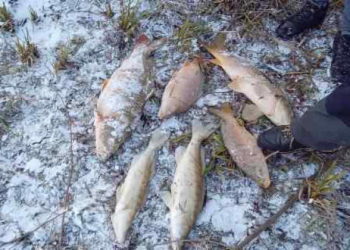 У ставку на Тернопільщині зафіксували масову загибель риби