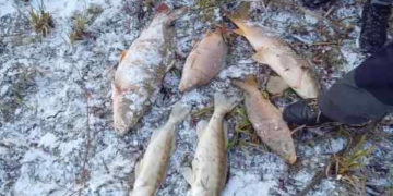 У ставку на Тернопільщині зафіксували масову загибель риби